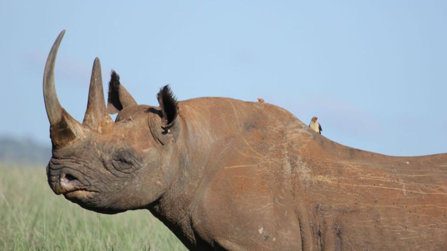 Mais de 47.000 espécies correm risco de extinção enquanto clima se torna maior ameaça